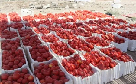 Hilbirîna sebzeyên herêmî biha erzan kir