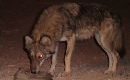 Gurên birçî mane daketin deşta Cizîrê