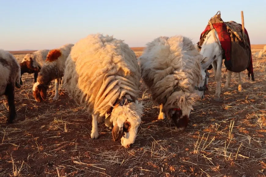 Gurên birçî mane daketin deşta Cizîrê