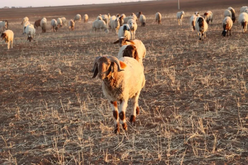 Gurên birçî mane daketin deşta Cizîrê