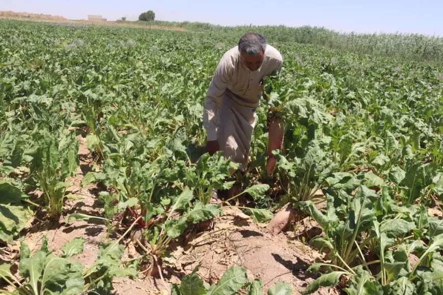 Çandina çewênderê li Reqayê; hêviya cotkaran a windayî