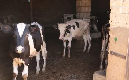 Li gundewarê Cizîrê nexweşiyên sewalan belav bûne