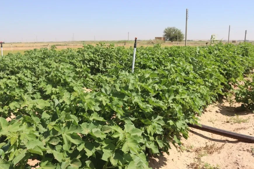 Navenda Lêkolînên Çandiniyê cureyên tovên pembû û genim bi pêş dixe