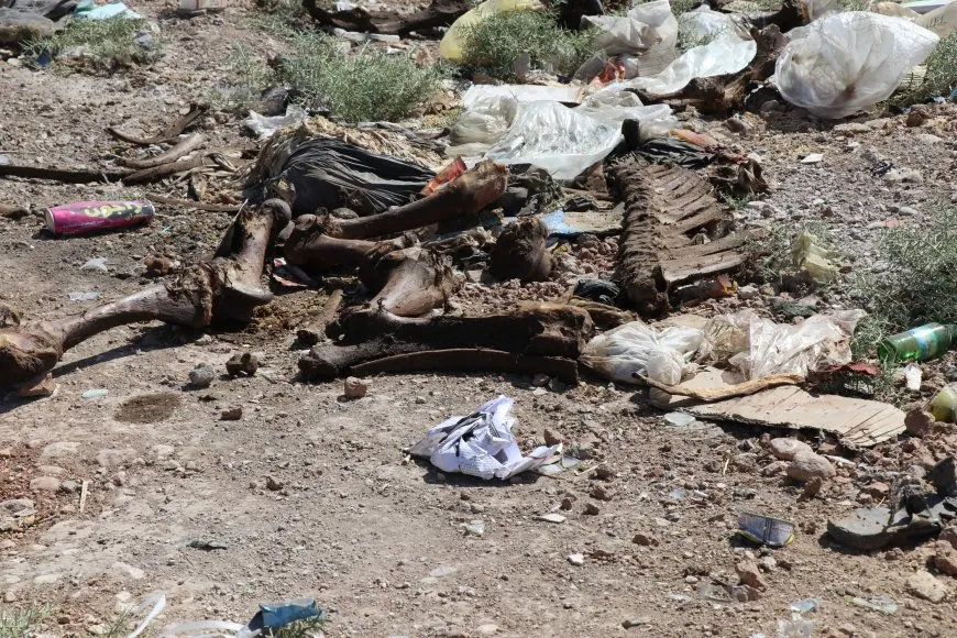 Li gundewarê Cizîrê nexweşiyên sewalan belav bûne