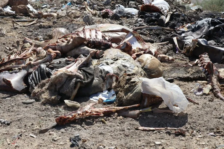 Li gundewarê Cizîrê nexweşiyên sewalan belav bûne