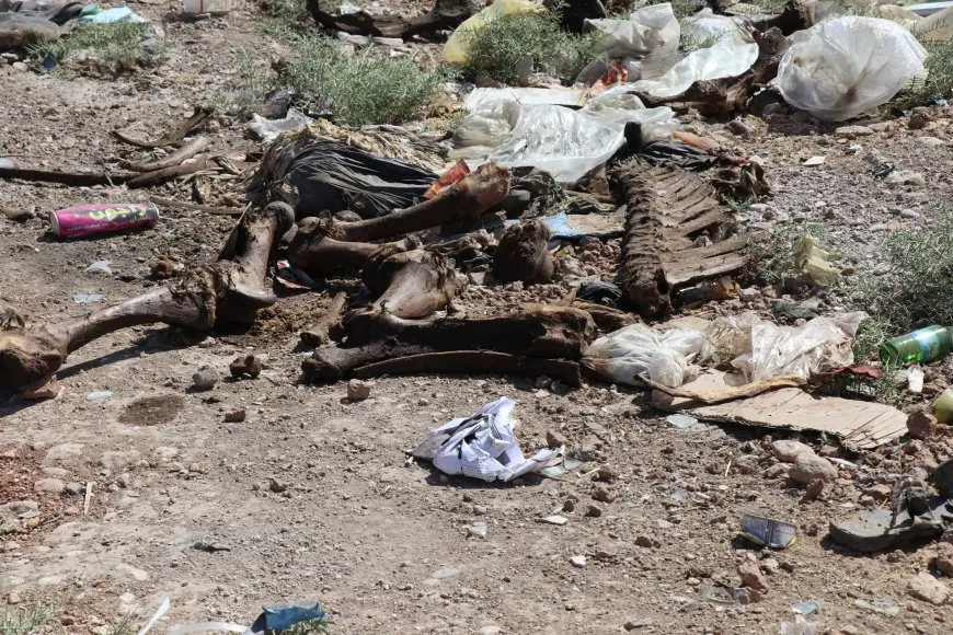 Li gundewarê Cizîrê nexweşiyên sewalan belav bûne