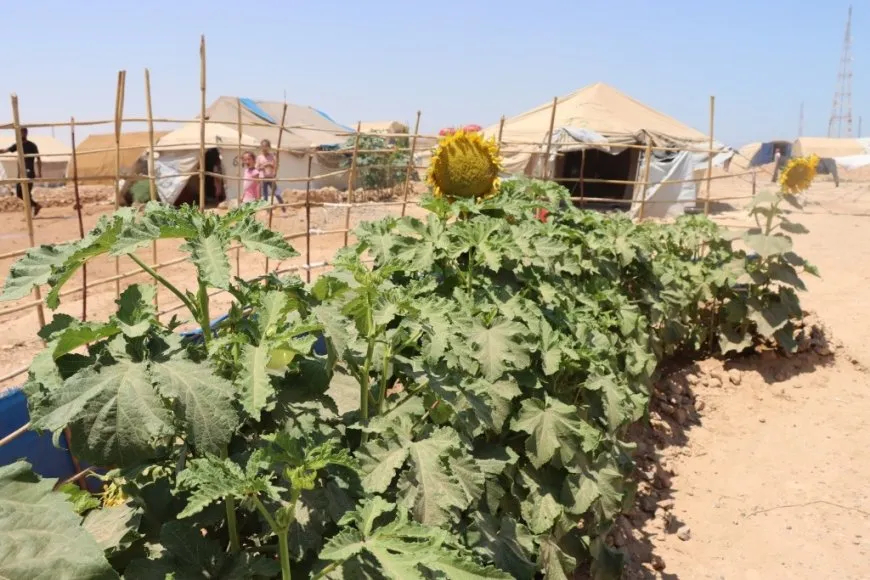 Koçberên Efrînî yên li Tebqayê derdora konên xwe dikin şînkahî