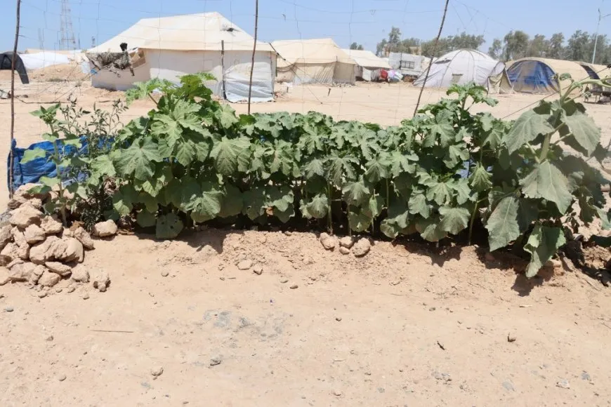 Koçberên Efrînî yên li Tebqayê derdora konên xwe dikin şînkahî