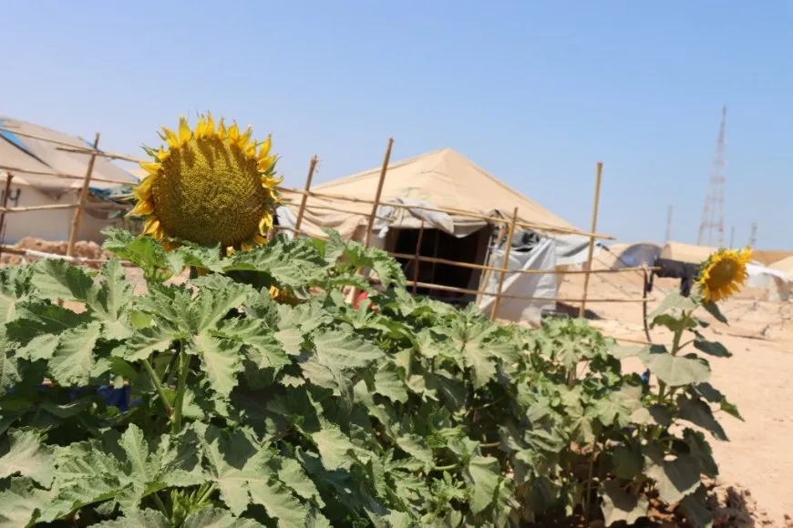 Koçberên Efrînî yên li Tebqayê derdora konên xwe dikin şînkahî