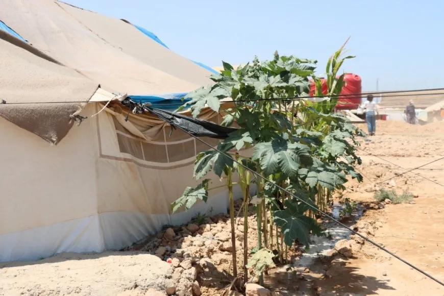 Koçberên Efrînî yên li Tebqayê derdora konên xwe dikin şînkahî