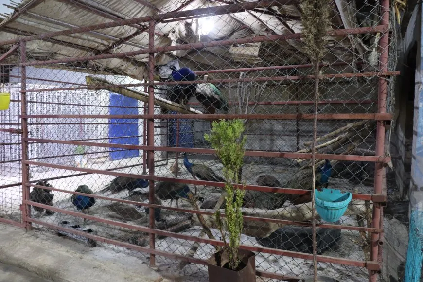 Lawir di şertên nebaş de ne, sazî jî bê agahî ne 