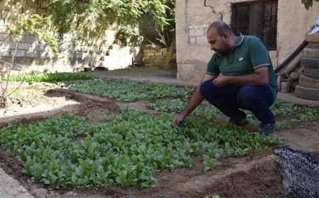 Di hewşên malan de çandina sebzeyên payîzê dest pê kiriye