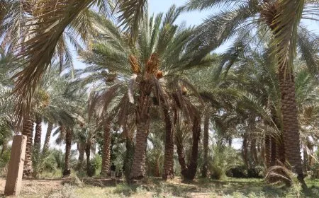 Darên xurmeyan jî para xwe ji şer û aloziyê girtiye