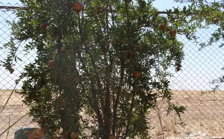 Çandina darên fêkiyan; hin cure zêde bûn hin jî kêm bûn