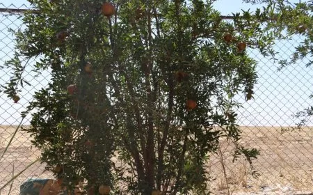 Çandina darên fêkiyan; hin cure zêde bûn hin jî kêm bûn