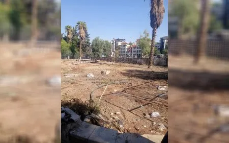 Li Şamê rakirina daran û veberhênana wan