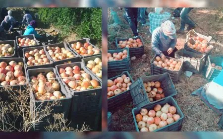 Cotkarên hinaran li Hemayê xisareke mezin dît