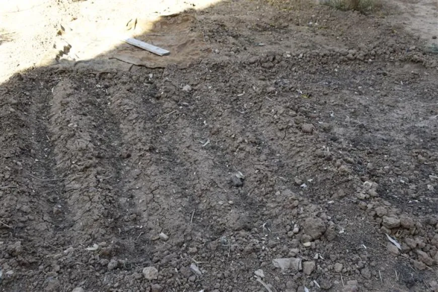 Di hewşên malan de çandina sebzeyên payîzê dest pê kiriye