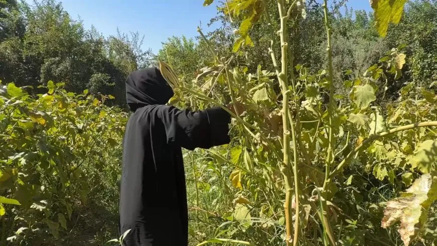 Bi rêbaza ‘çandiya bi hev re’ jin dahata xwe zêdetir dikin