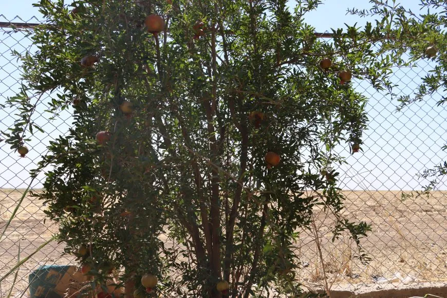 Çandina darên fêkiyan; hin cure zêde bûn hin jî kêm bûn