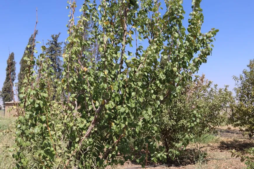 Çandina darên fêkiyan; hin cure zêde bûn hin jî kêm bûn