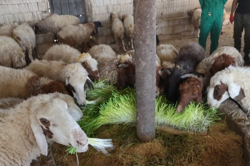 Bi vê projeyê êdî sewalvan asteng nabin