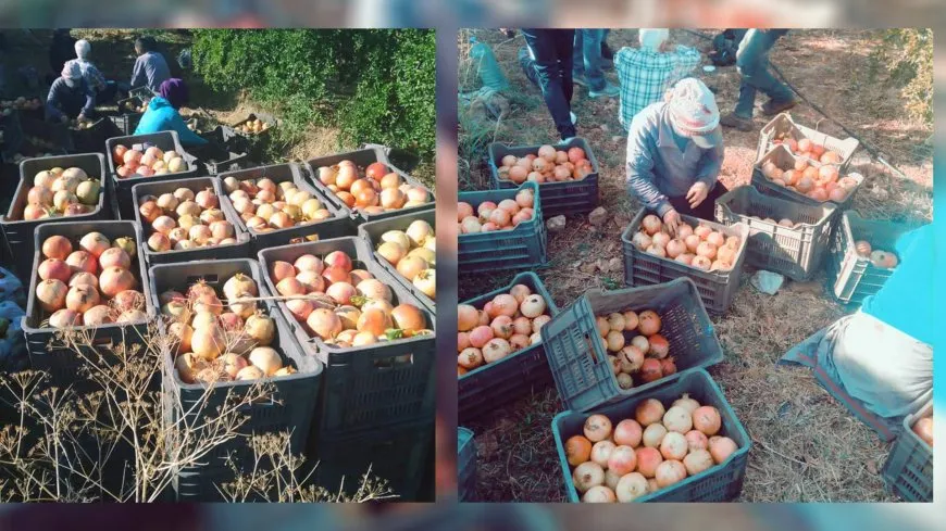 Cotkarên hinaran li Hemayê xisareke mezin dît