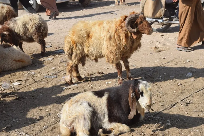 Sewalên Şedadê ji ber hişkesalî û bihabûna êm rûbirûyî gefan in