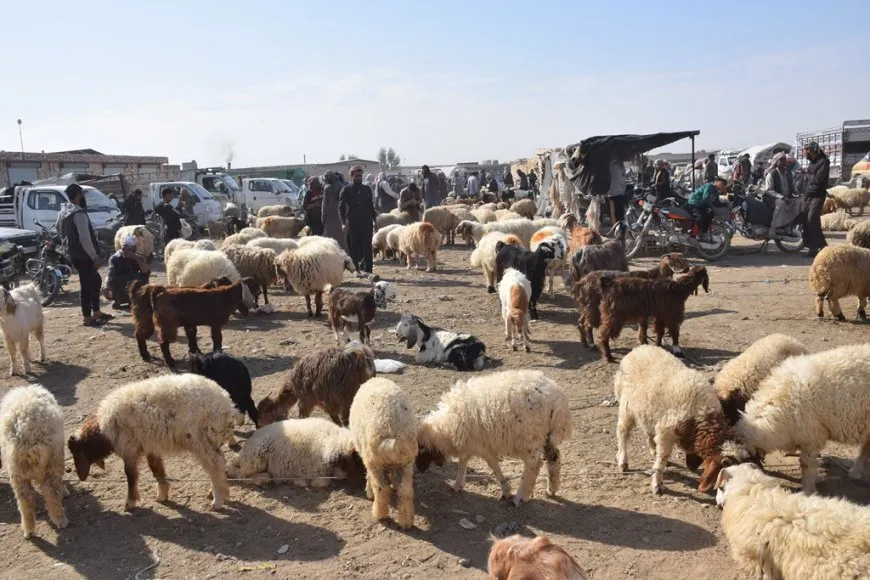 Sewalên Şedadê ji ber hişkesalî û bihabûna êm rûbirûyî gefan in
