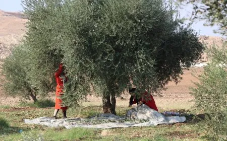 Li kantona Firatê berhevkirina zeytûnan dest pê kir