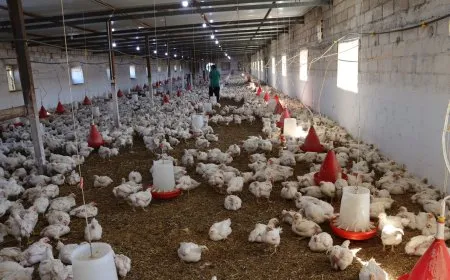 Xwediyên çewlikên mirîşkan banga piştgiriyê dikin