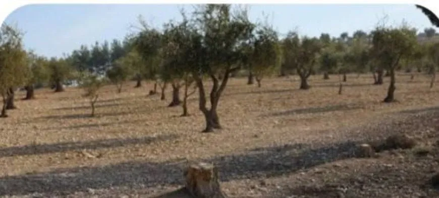 Li Şehbayê çeteyan dest danî ser baxçeyek zeytûnan