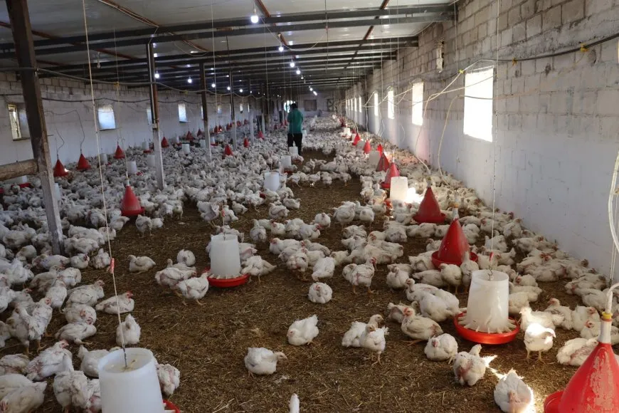 Xwediyên çewlikên mirîşkan banga piştgiriyê dikin