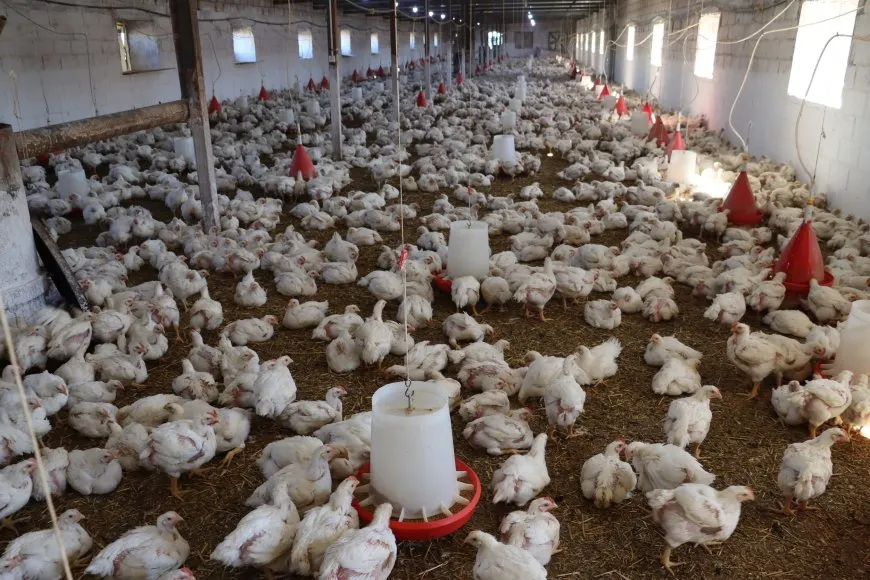 Xwediyên çewlikên mirîşkan banga piştgiriyê dikin