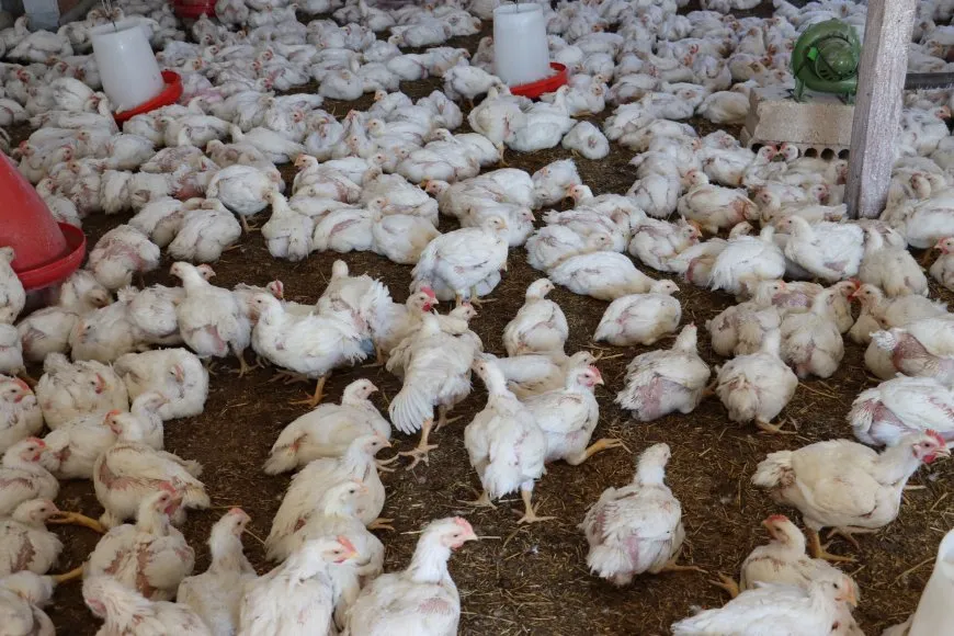 Xwediyên çewlikên mirîşkan banga piştgiriyê dikin