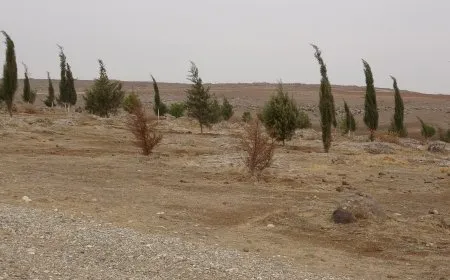 Desteya Jîngehê 500 dar çandin