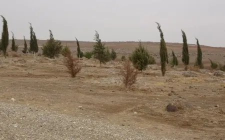 Desteya Jîngehê 500 dar çandin