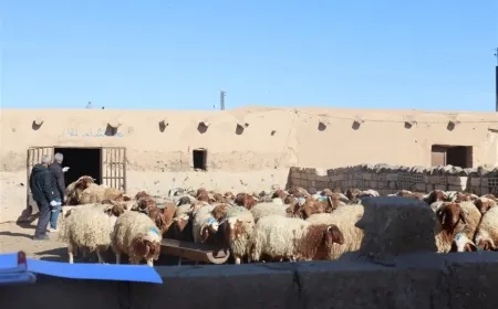 Nivîsgeha Sewalvaniyê dest bi serjimariyê kir