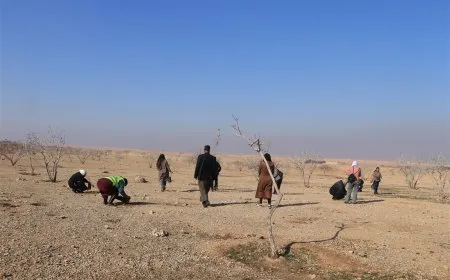 Projeya çandina daran li Çiyayê Kizana dest pê kir