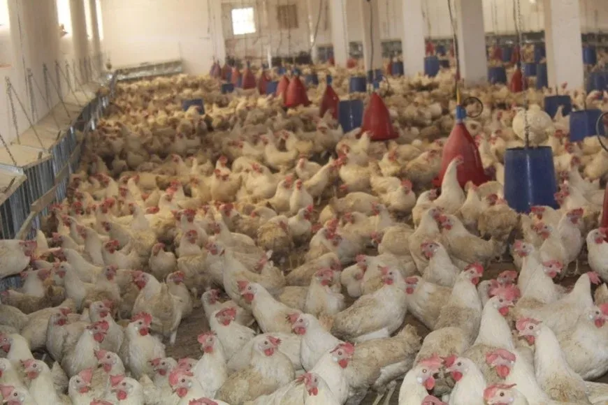 Hişyarî li ser belavbûna nexweşiya mirîşkan li Sûriyeyê