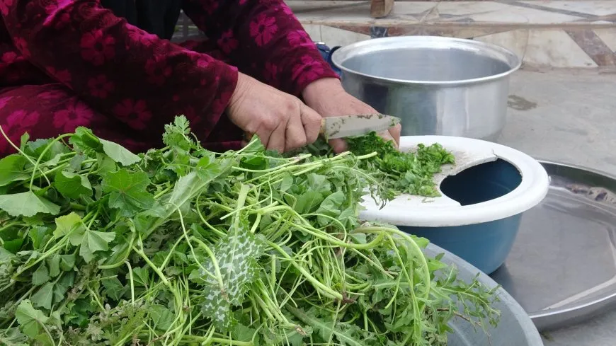 Herêma Aliyan bi giha û pincaran geş bûye