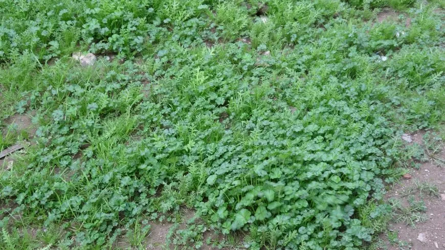 Herêma Aliyan bi giha û pincaran geş bûye