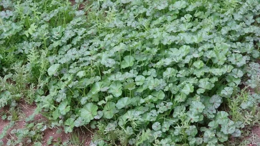 Herêma Aliyan bi giha û pincaran geş bûye