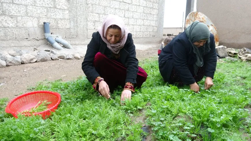 Herêma Aliyan bi giha û pincaran geş bûye