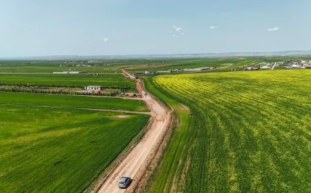 Dîmenên bihara Qamişloyê