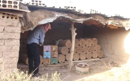 Şiliya zêde kiriye ku li Aliyan mêşvanî jî geş bibe