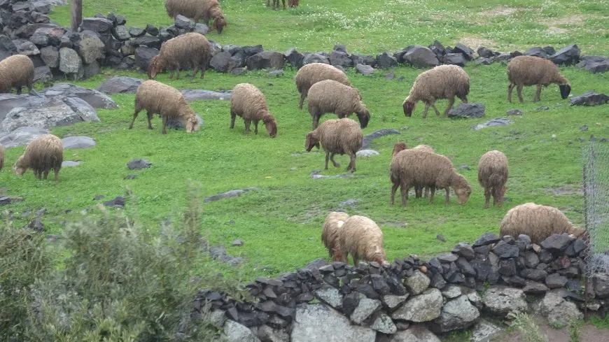 Bihara herêma Aliyan