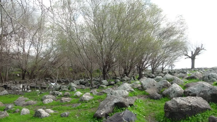 Bihara herêma Aliyan
