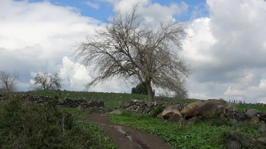 Bihara herêma Aliyan