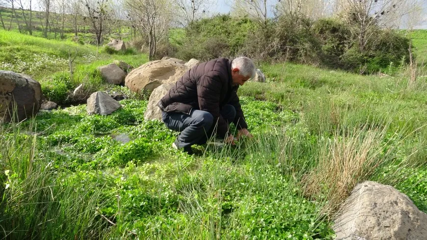 Bihara herêma Aliyan